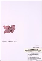 藏品(圓葉紫菜)的圖片